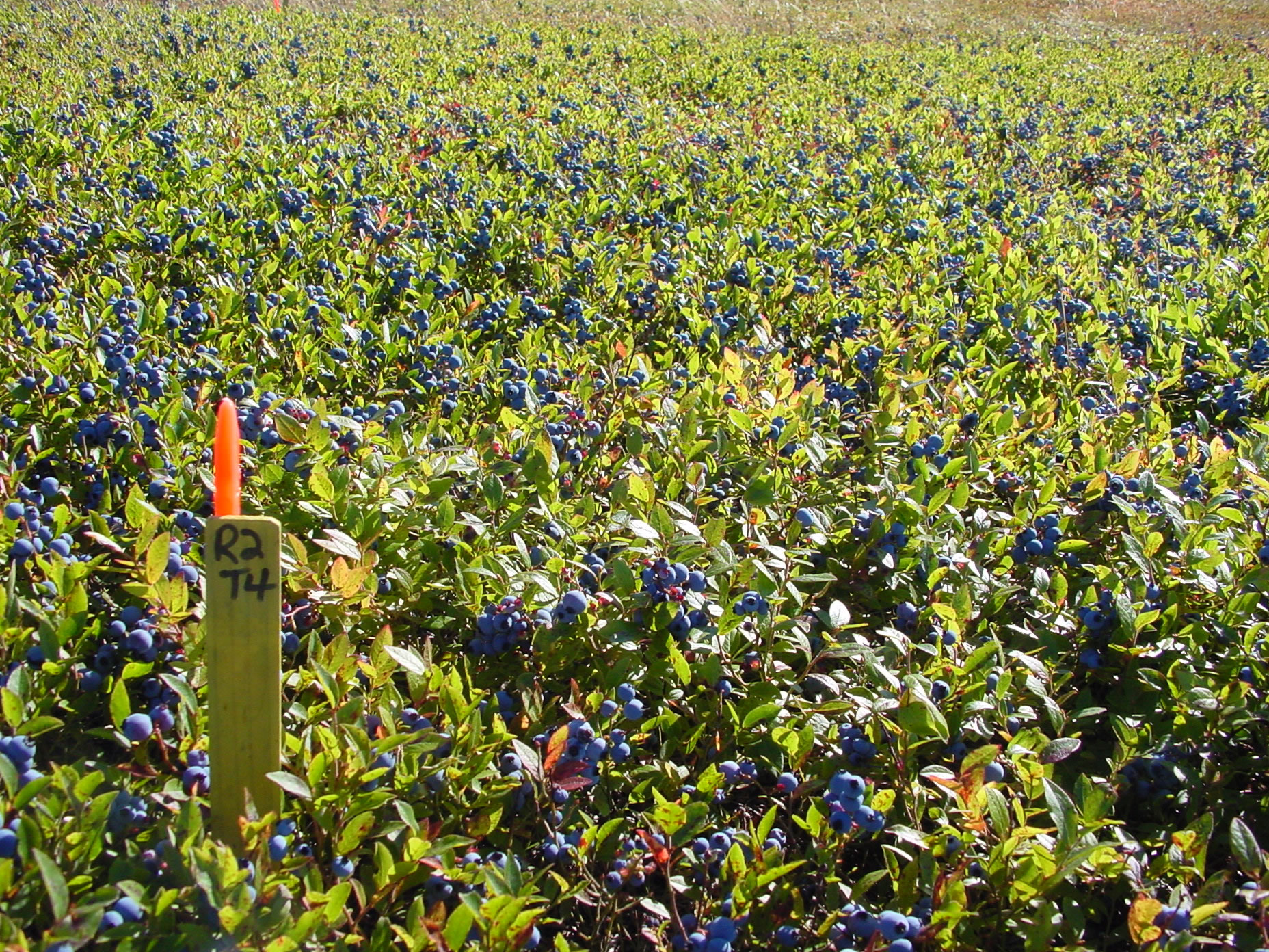 Experiments to the Wild Blueberry Network Information Centre